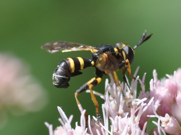 Polistes e Conoopidae